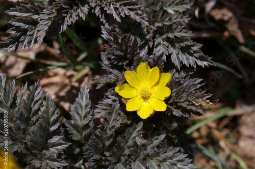 Far East Amur adonis photo