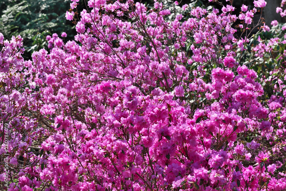 Pink rhododendrons bloom