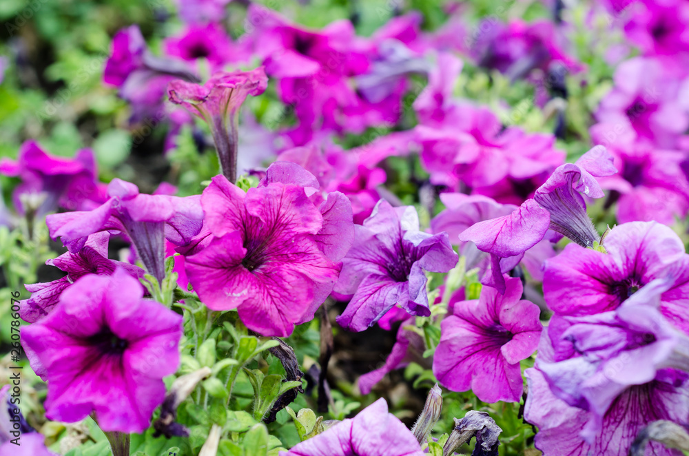 large flower bed with purple petunia large flower bed with purple petunia