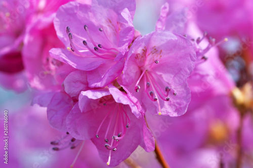 Fototapeta Naklejka Na Ścianę i Meble -  Closeup pink rhododendrons bloom