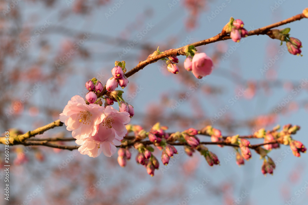 Pink cherry blossom in spring sunshine Pink cherry blossom in spring sunshine