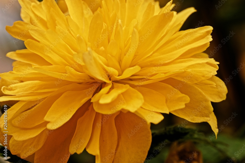 Fototapeta premium Nahaufnahme der Blüte eines Ranunkelstrauchs