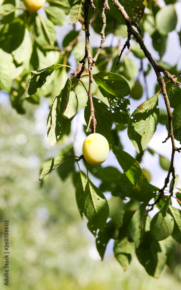 Yellow plums on tree branches in summer garden. Seasonal sweet ripe fruits