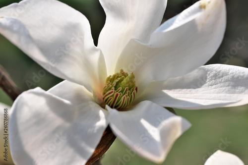 White magnolia flowers closeup