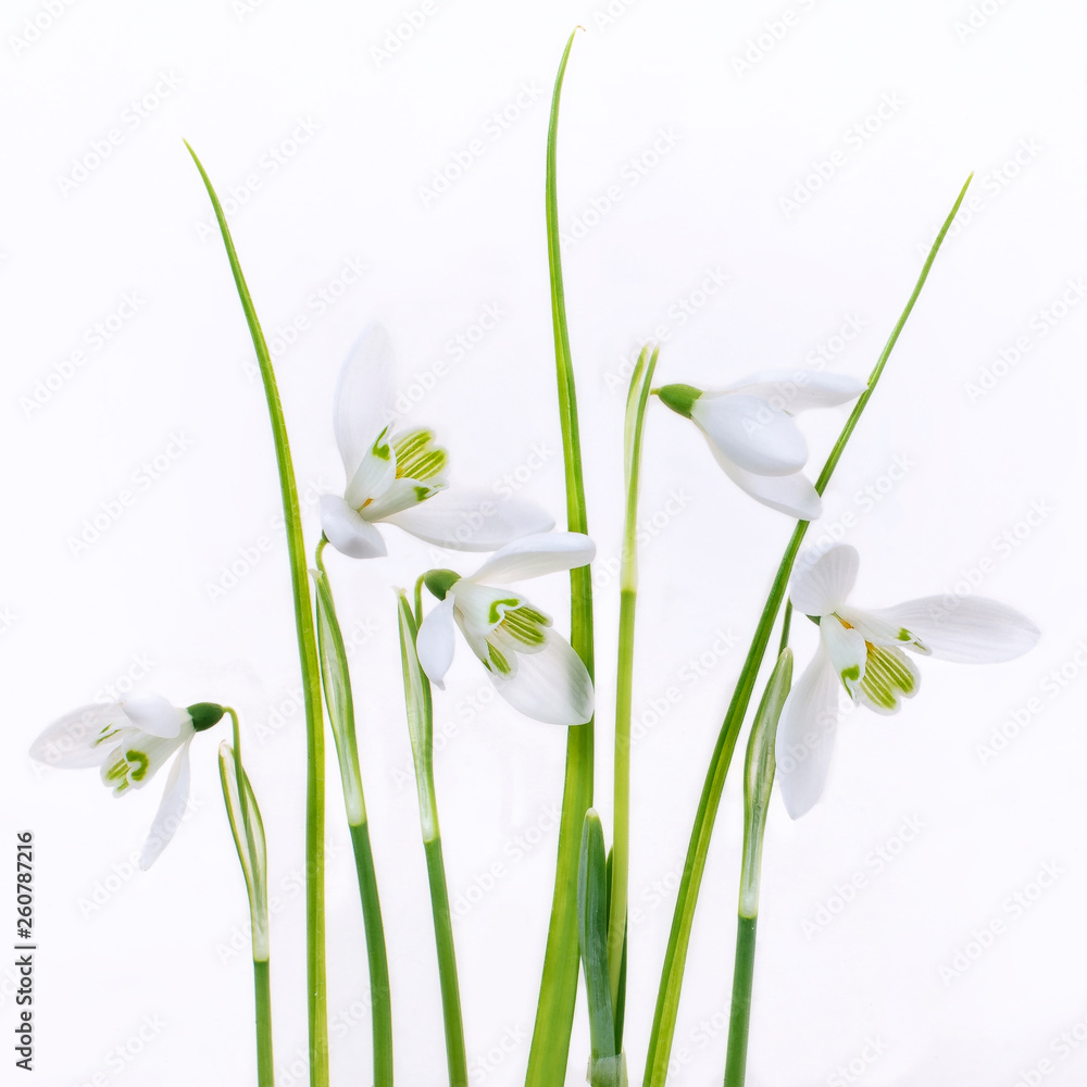 Fototapeta premium Pure and simple snowdrops on a white background