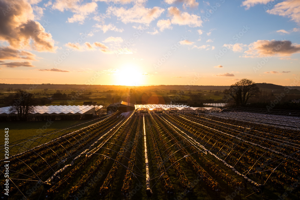 Rows of strawberry plants on farm, Somerset, England Rows of strawberry plants on farm, Somerset, England