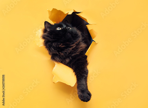 Konstfotografi Funny black cat ripped yellow paper and looks up