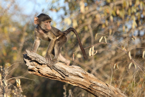 Canvas Print Bärenpavian / Chacma Baboon / Papio ursinus.