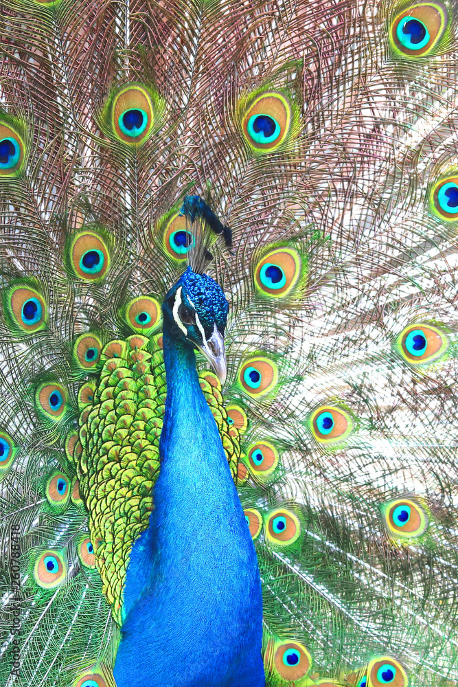 Obraz premium beautiful indian peacock with peacock feathers in the peacock's tail