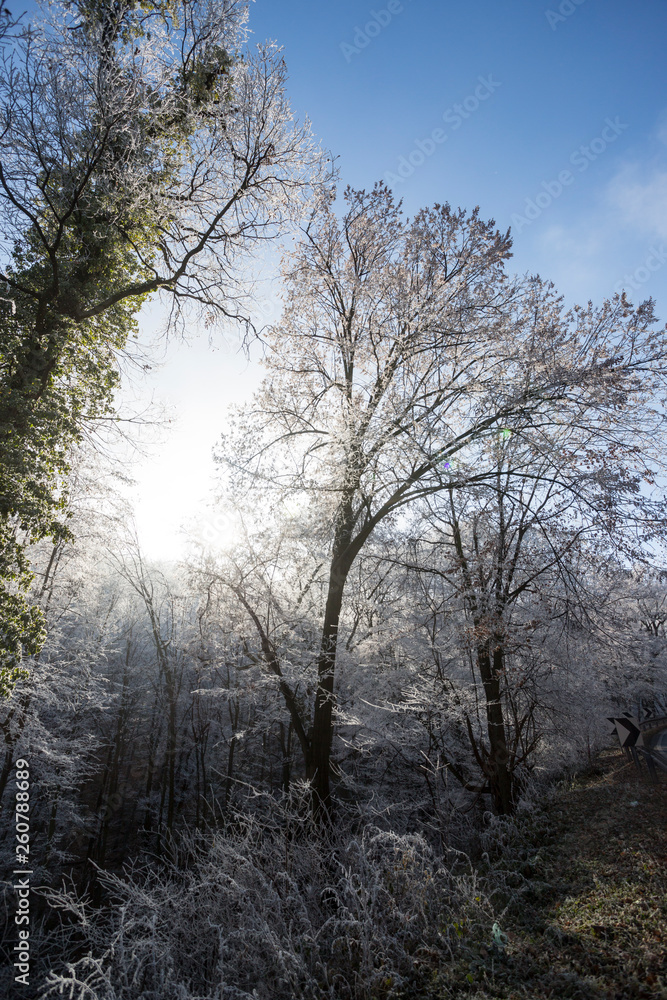 Frozen branches at Fruska Gora Mountain during winter Frozen branches at Fruska Gora Mountain during winter