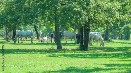 Many white Lipizzaners are eating grass on a huge meadow outside under the treetops. photo