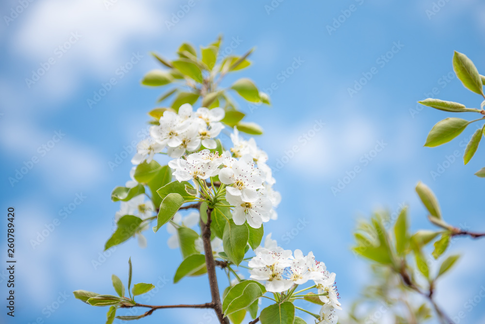 White appletree flowers with yellow stamina and red sepals White appletree flowers with yellow stamina and red sepals