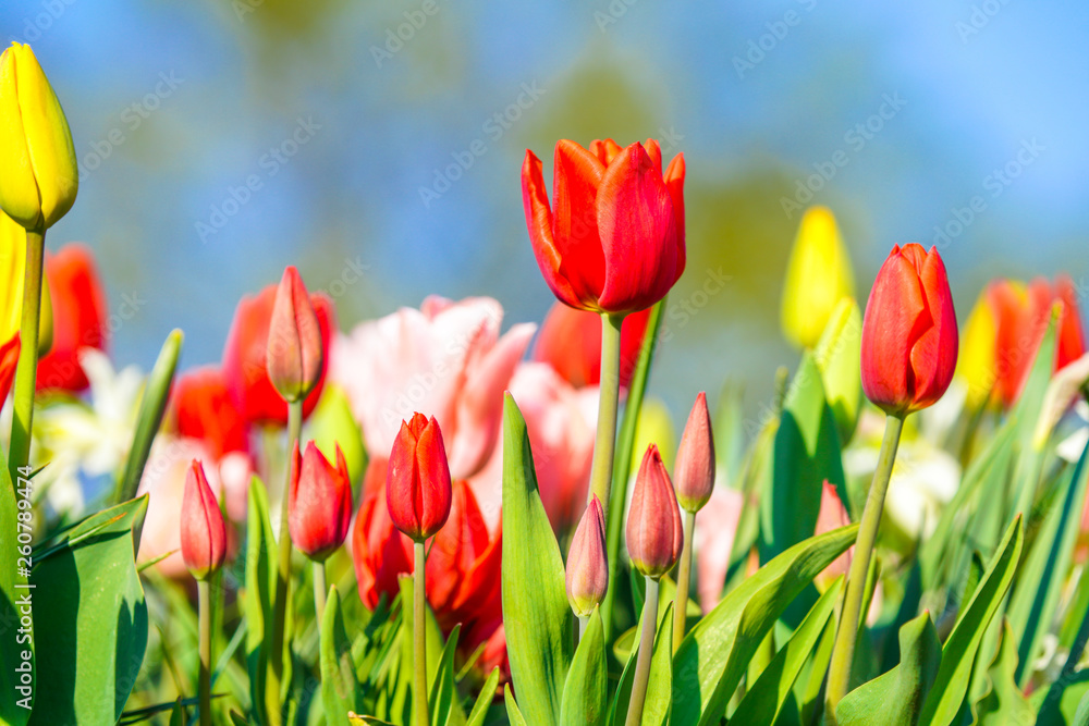 Fototapeta premium Bunte Tulpen im Frühling