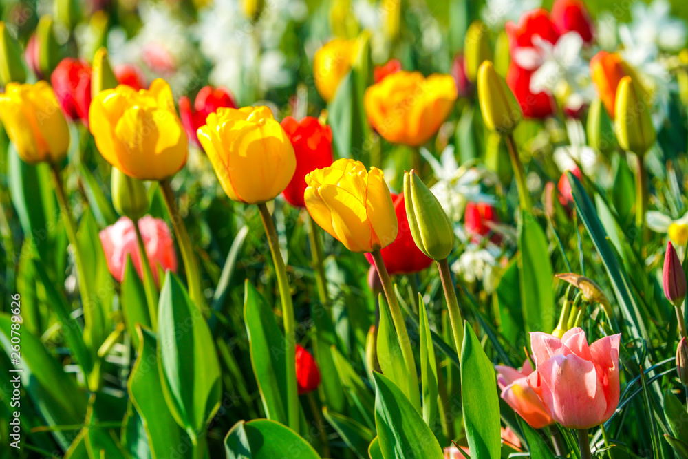 Bunte Tulpen im Frühling Bunte Tulpen im Frühling