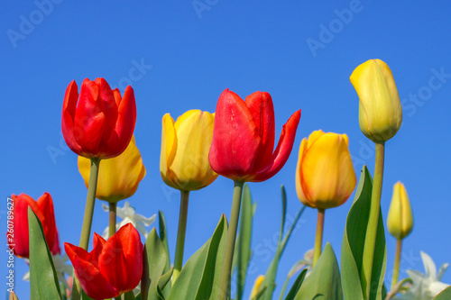 Bunte Tulpen im Fr  hling