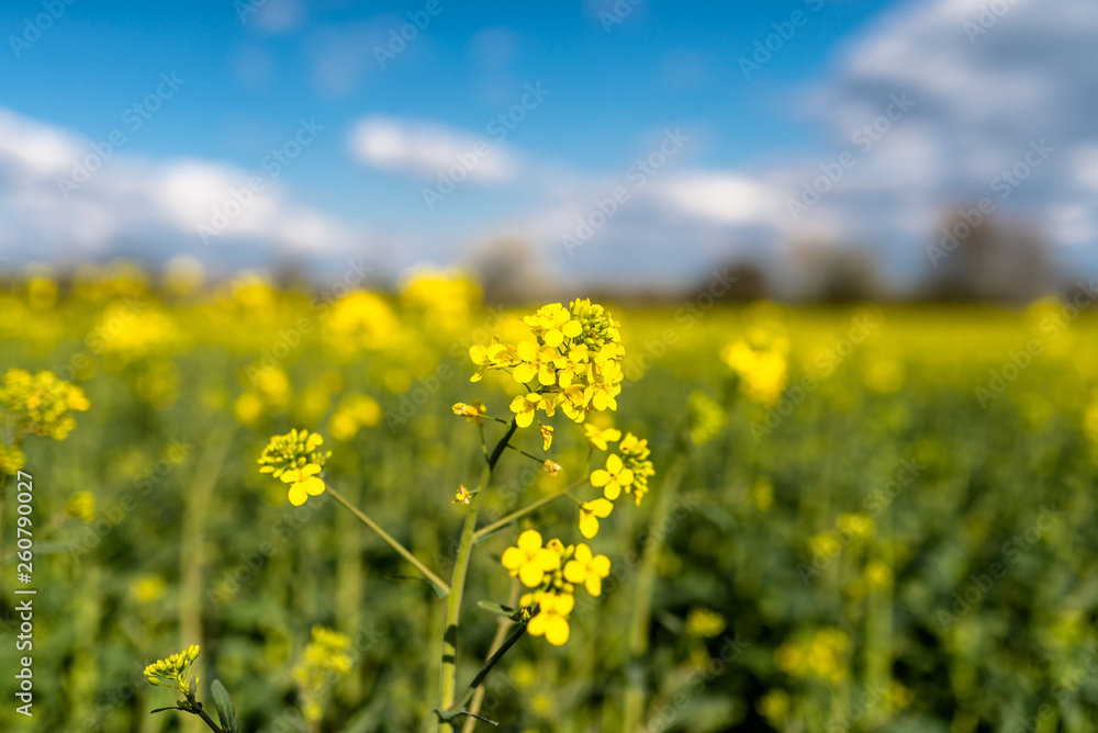 Ripened rapeseed on a field in western Germany, in the background a blue sky with white clouds.
