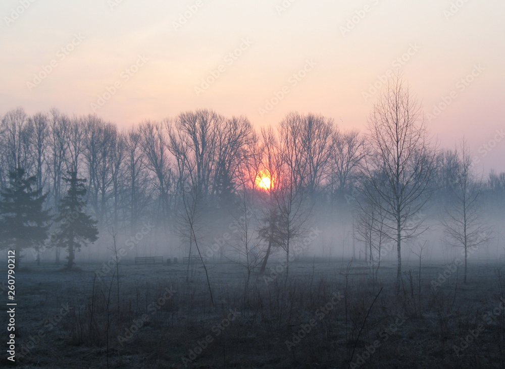 Naklejka premium Sunrise over the trees in the park. Trees in the morning haze. Empty park benches