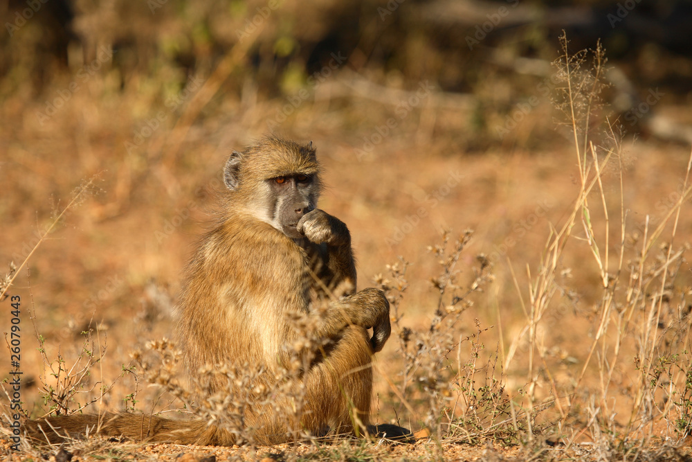 Bärenpavian / Chacma Baboon / Papio ursinus. Bärenpavian / Chacma Baboon / Papio ursinus.