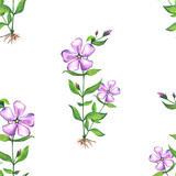 Seamless floral botanical pattern. Watercolor illustration of periwinkle flowers.