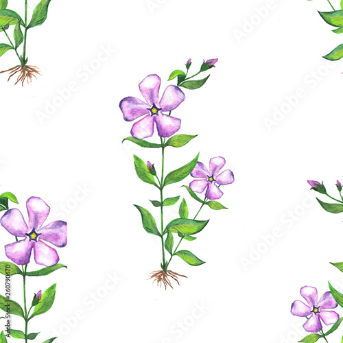 Seamless floral botanical pattern. Watercolor illustration of periwinkle flowers.