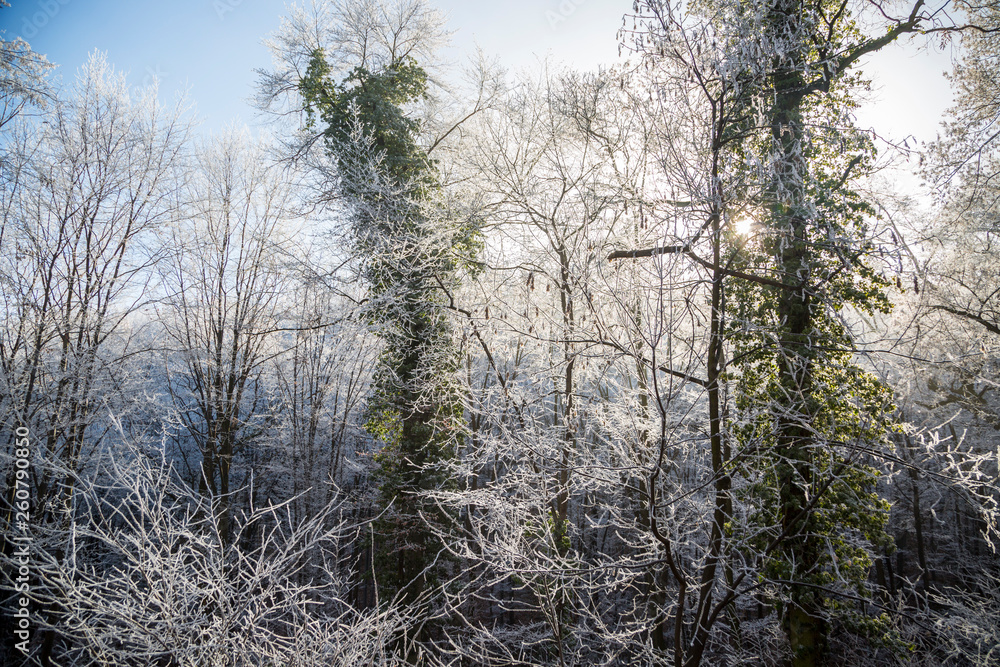 Frozen Forest at Fruska Gora Mountain near Novi Sad Frozen Forest at Fruska Gora Mountain near Novi Sad