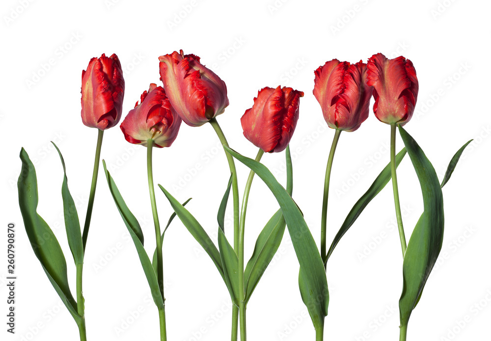 købmand Necessities Komprimere red parrot tulips isolated on white background Stock Photo | Adobe Stock