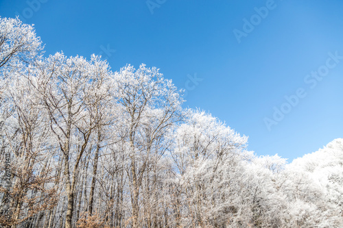 Frozen Forest at Fruska Gora Mountain near Novi Sad