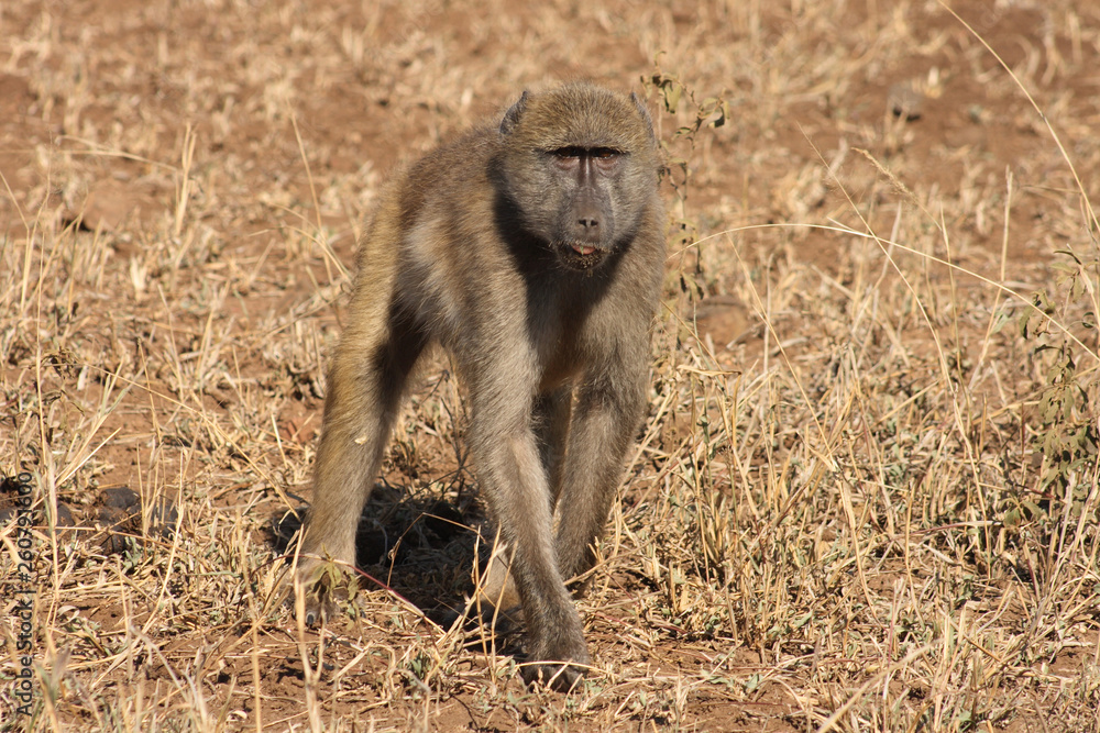 Bärenpavian / Chacma Baboon / Papio ursinus. Bärenpavian / Chacma Baboon / Papio ursinus.