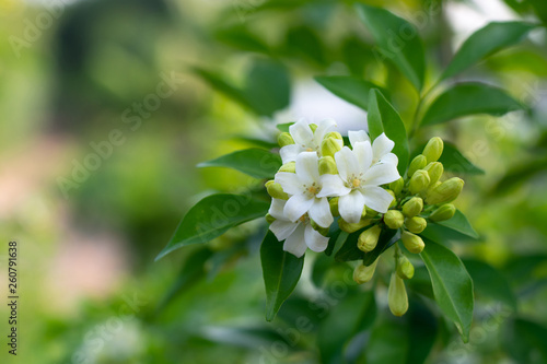  White flower in the natural background beautiful.Orange jasmine
