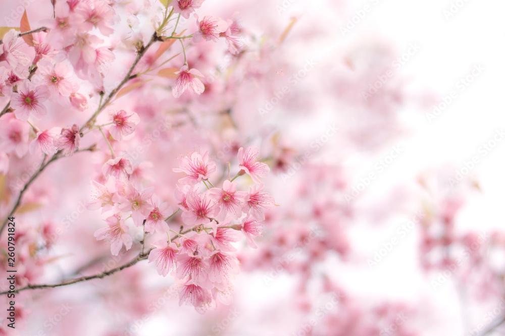 Close up of sakura flower , cherry blossom, as a background with copy space with pastel tone Close up of sakura flower , cherry blossom, as a background with copy space with pastel tone