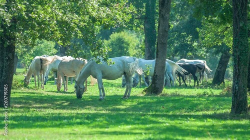 Gorgeous Lipizzaner horses are outside. They look peaceful and calm and are eating grass. photo