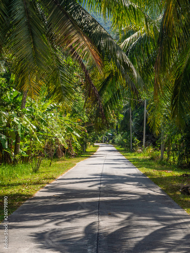 Shadows from palm trees on the road of the island of Phangan. Thailand.
