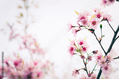 Close up of sakura flower   cherry blossom  as a background with copy space with pastel tone