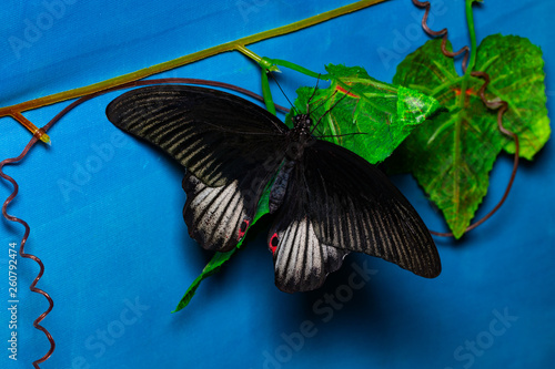 Color butterfly, on blue background, top view. PAPILIO HELENUS photo