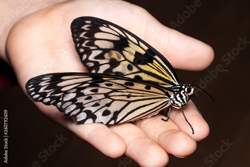 Close up butterfly on woman hand. Beauty of nature