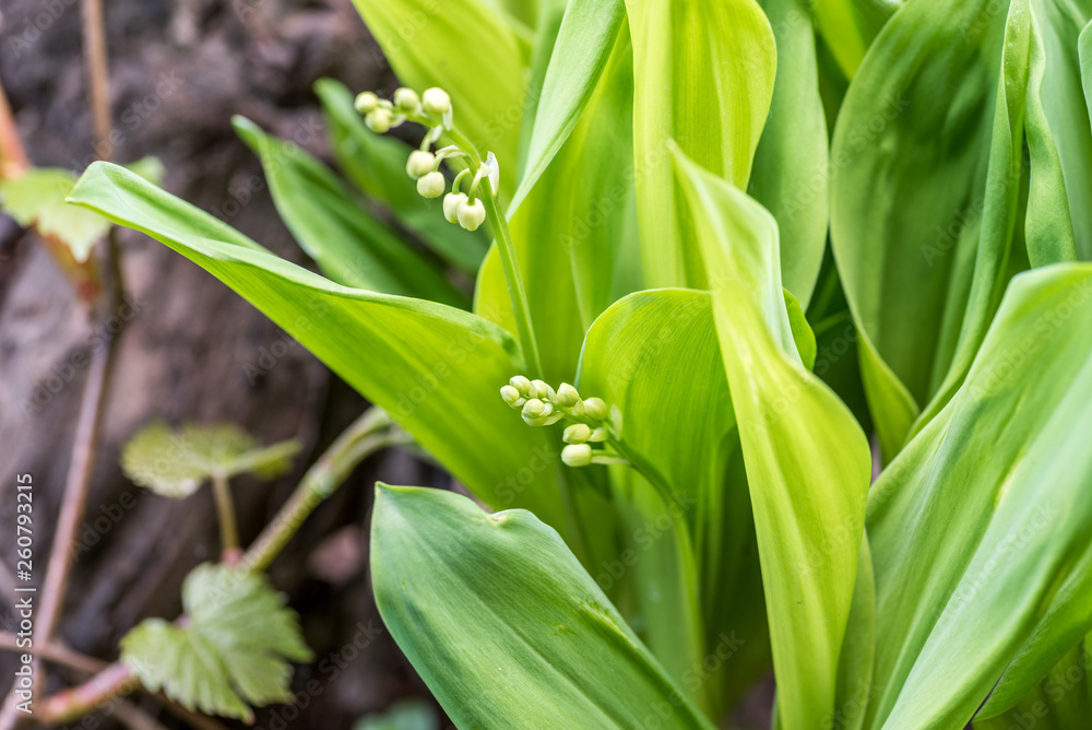 Blooming of Convallaria Majalis Lily of the valley in the garden in the spring time after snow melt ready to bloom selective focus Blooming of Convallaria Majalis Lily of the valley in the garden in the spring time after snow melt ready to bloom selective focus