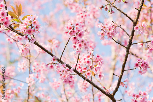 Close up of sakura flower , cherry blossom, as a background with copy space with pastel tone