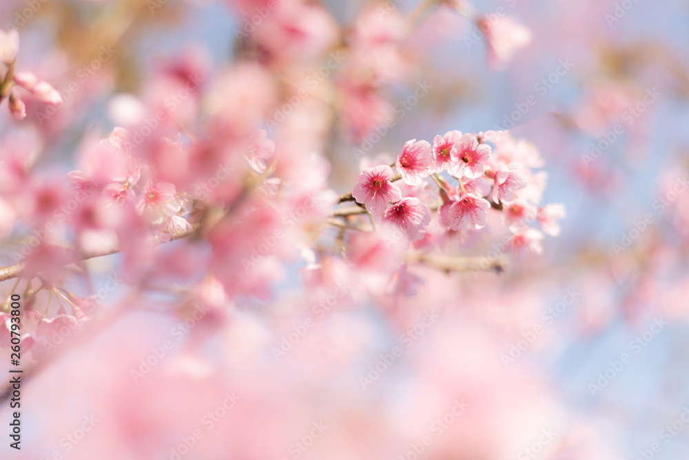 Close up of sakura flower , cherry blossom, as a background with copy space with pastel tone Close up of sakura flower , cherry blossom, as a background with copy space with pastel tone