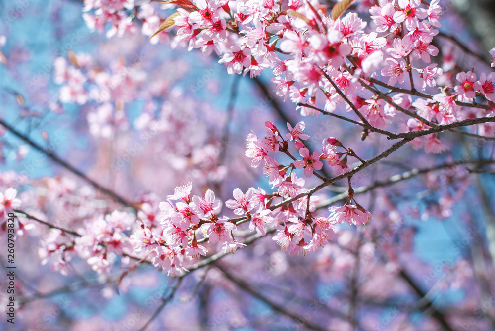 Closeup in the beauty of the cherry blossom flower nature in winter-flowering light pink. Closeup in the beauty of the cherry blossom flower nature in winter-flowering light pink.