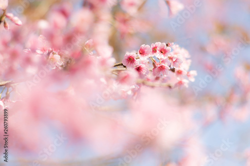 Close up of sakura flower , cherry blossom, as a background with copy space with pastel tone