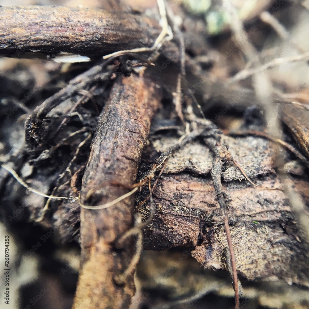 Tree bark Tree bark