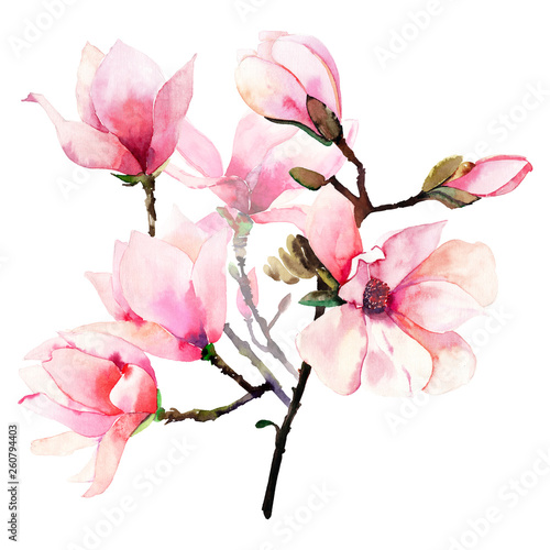 Beautiful lovely tender herbal wonderful floral summer bouquet of a pink Japanese magnolia flowers watercolor hand illustration. Perfect for textile, wallpapers, invitation, wrapping paper, phone case