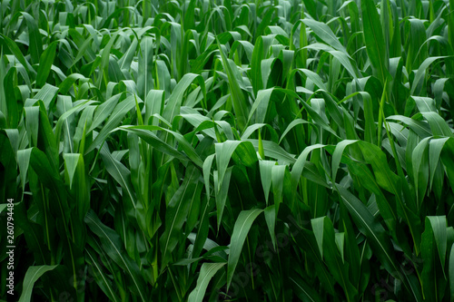 Green leaves in the jungle in tropical forest as in nature background.