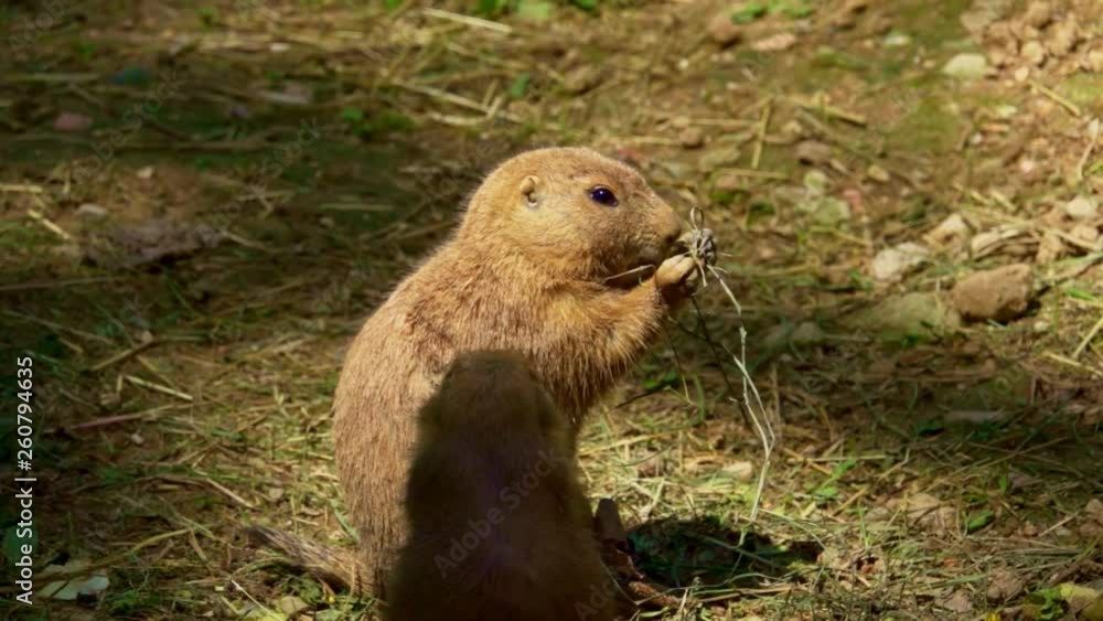 Prairie dog in a zoo, slow motion Prairie dog in a zoo, slow motion