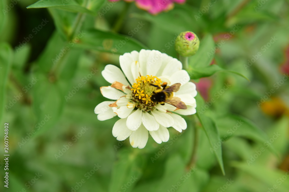 Fototapeta premium Chinese Tibet Gesang flower