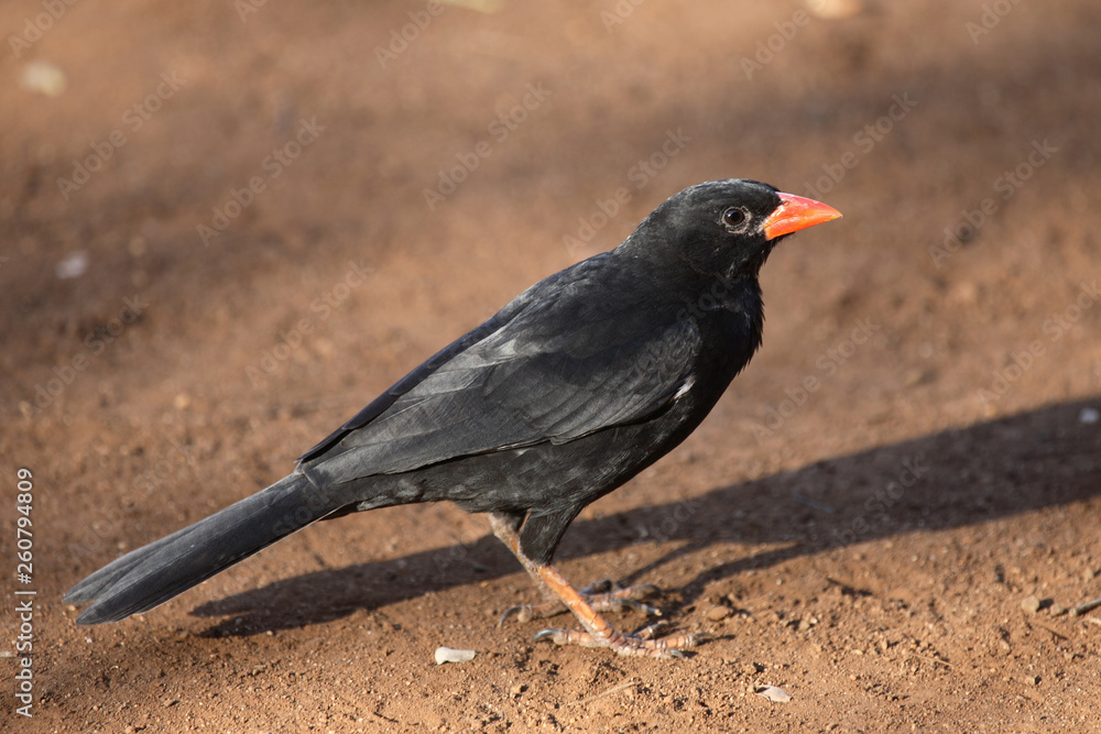 Büffelweber / Red-billed buffalo-weaver / Bubalornis niger Büffelweber / Red-billed buffalo-weaver / Bubalornis niger