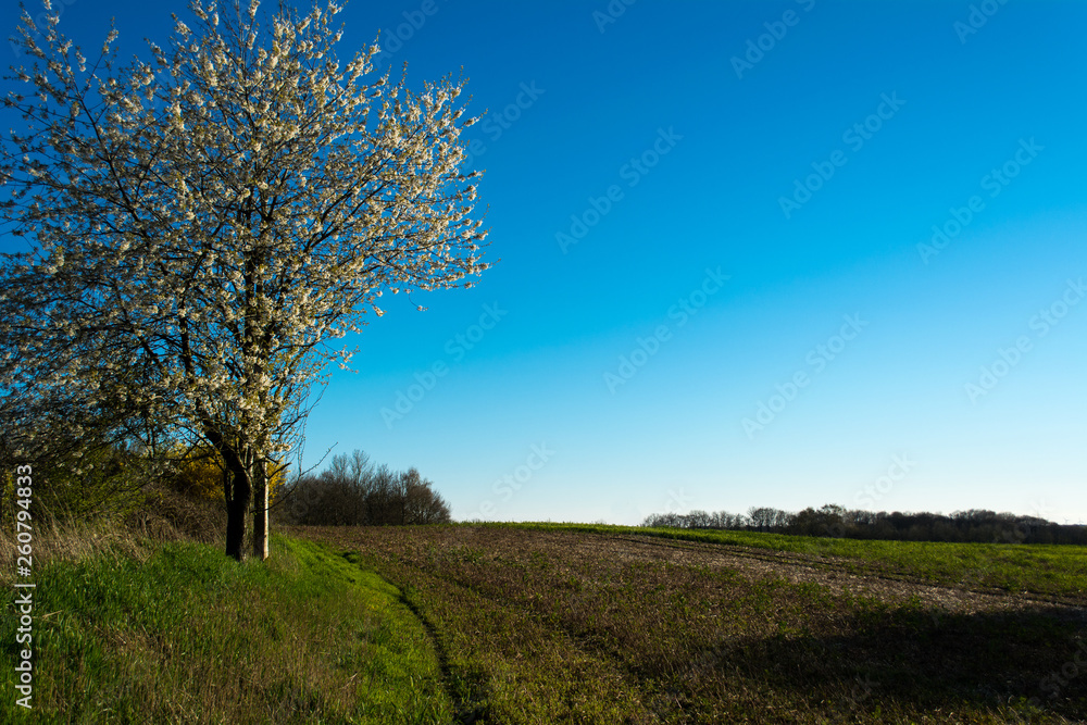 Feld mit Baum im Frühling Feld mit Baum im Frühling