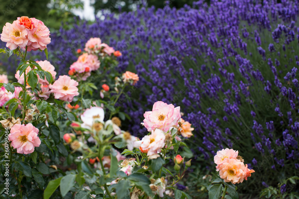 Bunte Teerosen mit Lavendel