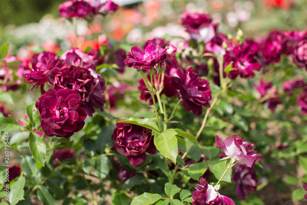 Blutrote Rosen Blutrote Rosen