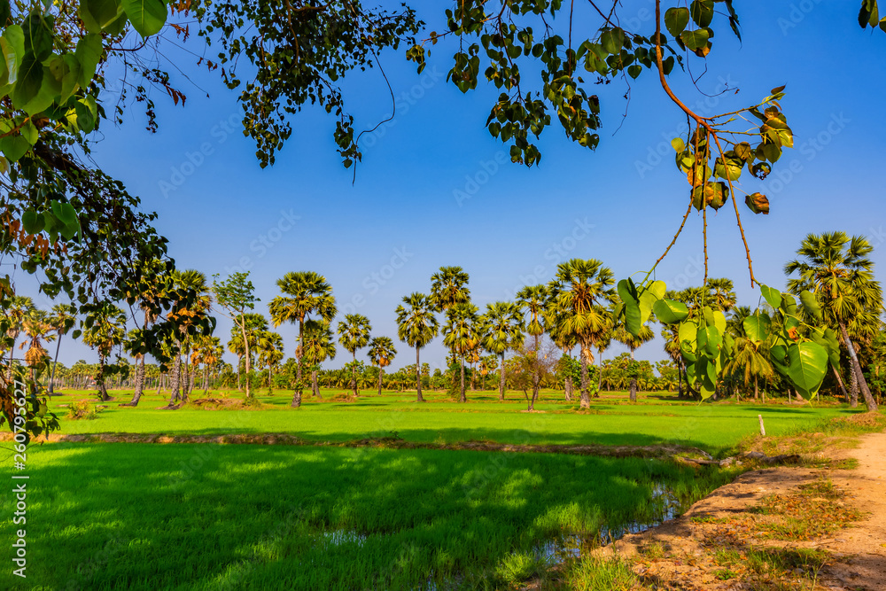 Rice fields and sugar palm trees on the sunny day Rice fields and sugar palm trees on the sunny day